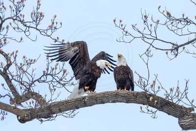 39 eagles (AF3A7839) February 20, 2021