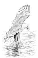 7 bald eagle coloring page