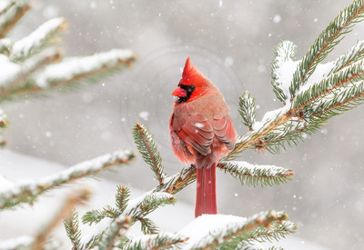 324 Cardinal (624A1914) January 27 2015