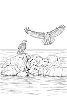 10 bald eagle coloring page