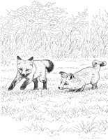 5a foxes