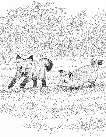 5a foxes