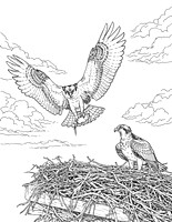 7a osprey