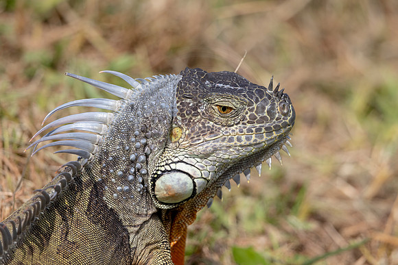 Iguana Portrait - Debbie Quick
