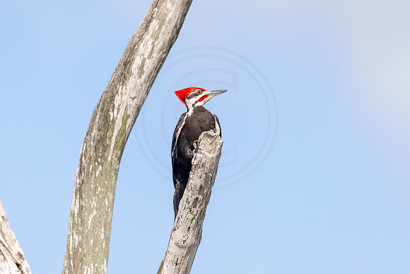 Pileated woodpecker on a tree branch - Debbie Quick