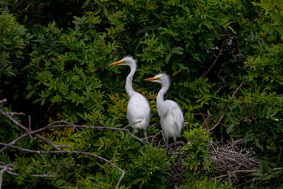 1134 egrets (6F3A4299) April 18, 2021