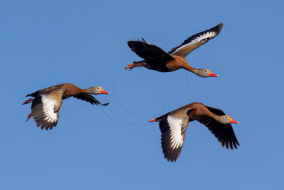 Black-bellied Whistling Ducks in formation - Debbie Quick
