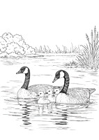 1a canada goose and goslings