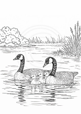 1a canada goose and goslings