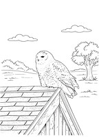 1a snowy owl (AF3A3529) November 3, 2018