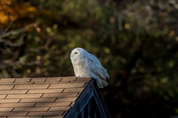 1 snowy owl (AF3A3529) November 3, 2018