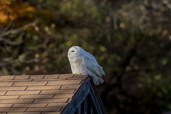 1 snowy owl (AF3A3529) November 3, 2018