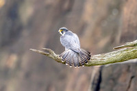 4 male peregrine falcon (624A4912) October 15, 2017