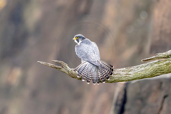 4 male peregrine falcon (624A4912) October 15, 2017
