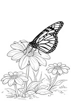 4a monarch (624A9009) August 9 2017