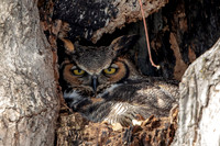 6 great horned owl (AF3A2856) March 4, 2019