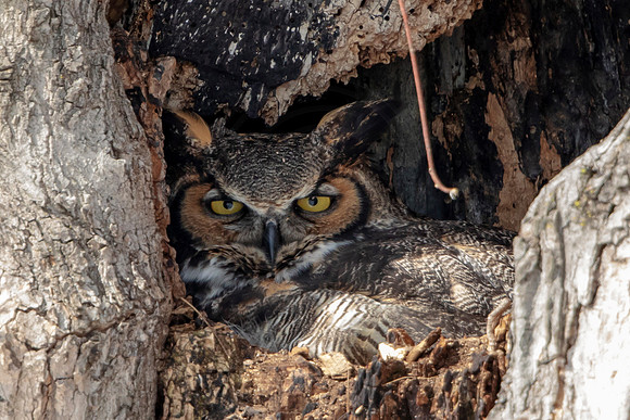 6 great horned owl (AF3A2856) March 4, 2019