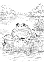 3a frog (624A4469) October 14, 2017