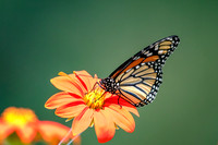 4 monarch (624A9009) August 9 2017