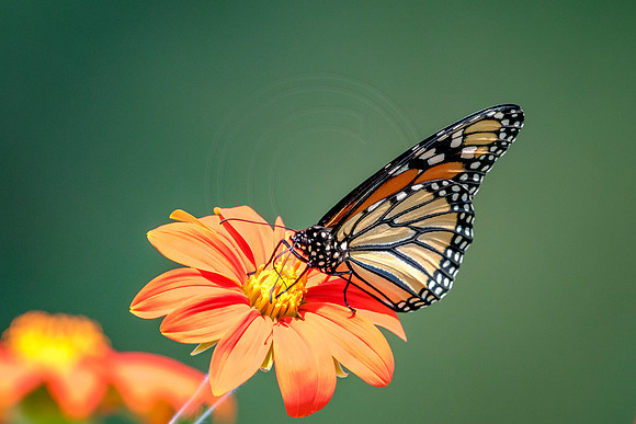 4 monarch (624A9009) August 9 2017