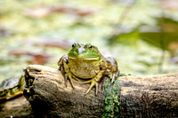 3 frog (624A4469) October 14, 2017