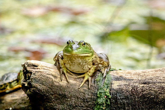 3 frog (624A4469) October 14, 2017