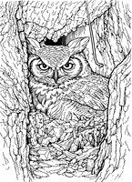 6a great horned owl (AF3A2856) March 4, 2019