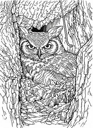 6a great horned owl (AF3A2856) March 4, 2019