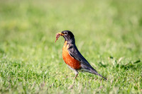 8 robin (AF3A1733) May 11, 2019