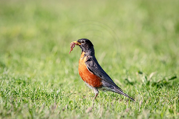 8 robin (AF3A1733) May 11, 2019