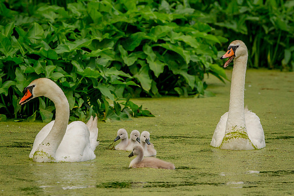 9 swan family (IMG_0554) June 10, 2017