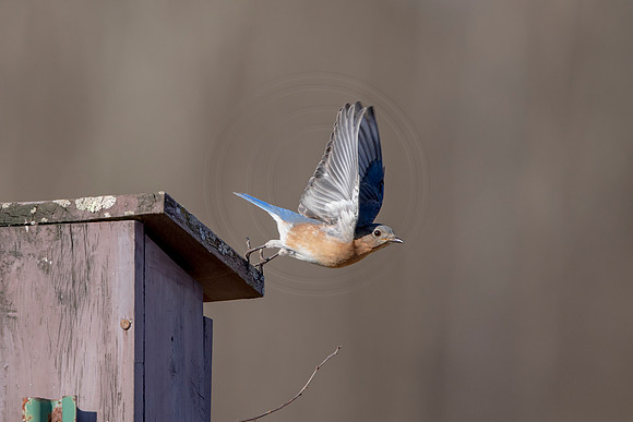 18 eastern bluebird (AF3A2849) April 6, 2020