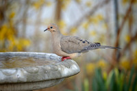 7 morning dove (AF3A8707) April 16, 2019