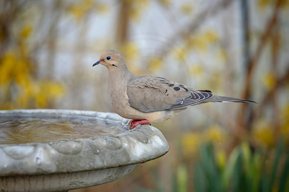 7 morning dove (AF3A8707) April 16, 2019