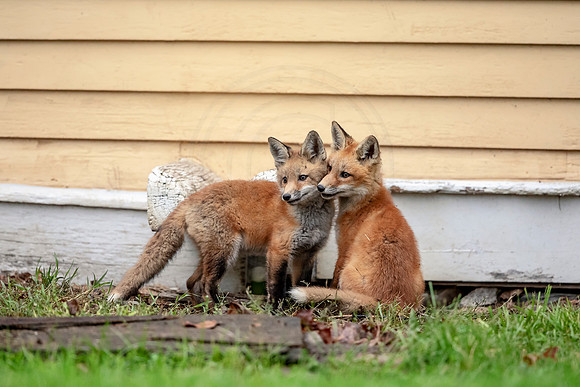 8 red foxes (AF3A3225) May 14, 2019