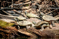 1 turtle pile up (624A3420) September 11, 2017
