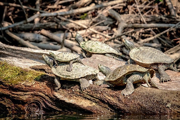 1 turtle pile up (624A3420) September 11, 2017