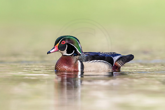 33 wood duck (624A3212) May 5, 2018