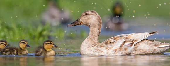 34 female mallard and ducklings (624A3230) May 5, 2018 copy