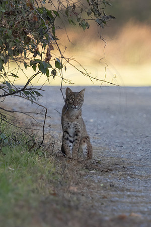 31 bobcat
