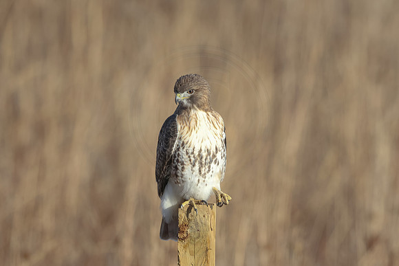 49 red tailed hawk (206A6394) November 19, 2024