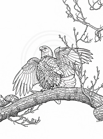 37a bald eagles (IMG_5187) April 8, 2022