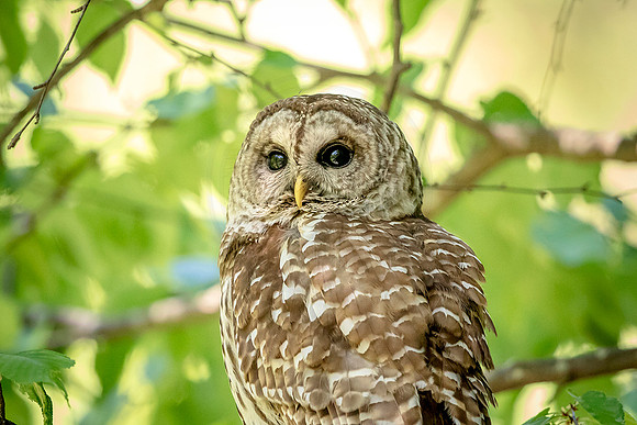 82 barred owl (624A2274) May 21, 2017