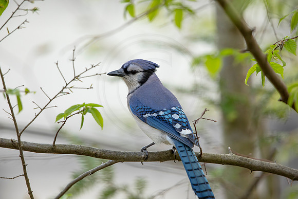 175 blue jay (6F3A4570) May 10, 2021