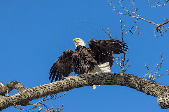 37 bald eagles (IMG_5187) April 8, 2022