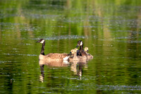 5 canada geese (624A5945) June 1, 2018