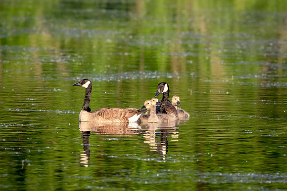5 canada geese (624A5945) June 1, 2018