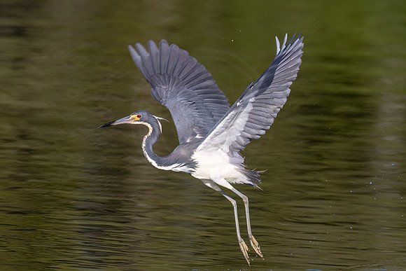 Tricolored Heron - Debbie Quick