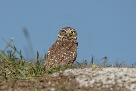 Burrowing Owl in Southern Florida - Debbie Quick