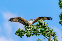 1 osprey kid (624A7917) August 5, 2017